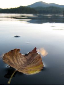 Preview wallpaper leaf, fall, dried, water, swim