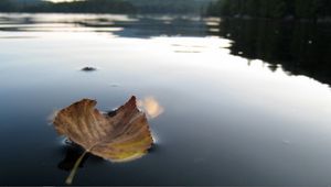 Preview wallpaper leaf, fall, dried, water, swim