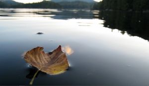 Preview wallpaper leaf, fall, dried, water, swim