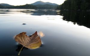 Preview wallpaper leaf, fall, dried, water, swim