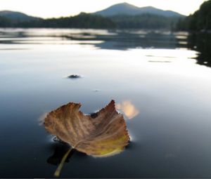 Preview wallpaper leaf, fall, dried, water, swim