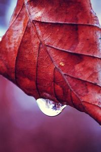 Preview wallpaper leaf, fall, drop, twig, dry