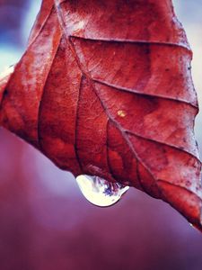 Preview wallpaper leaf, fall, drop, twig, dry