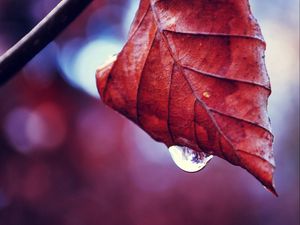 Preview wallpaper leaf, fall, drop, twig, dry