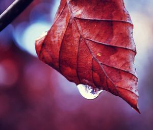 Preview wallpaper leaf, fall, drop, twig, dry