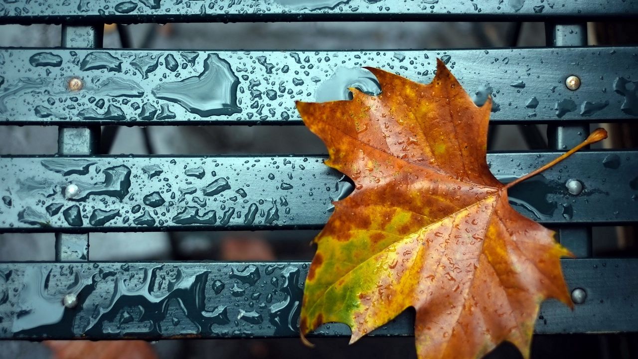 Wallpaper leaf, fall, drop