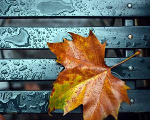 Preview wallpaper leaf, fall, drop