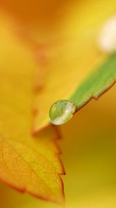 Preview wallpaper leaf, fall, drops