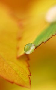 Preview wallpaper leaf, fall, drops