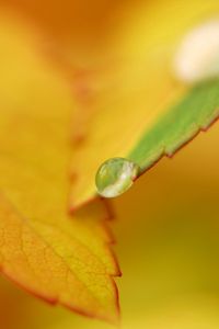 Preview wallpaper leaf, fall, drops