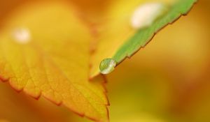 Preview wallpaper leaf, fall, drops