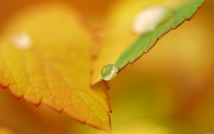 Preview wallpaper leaf, fall, drops