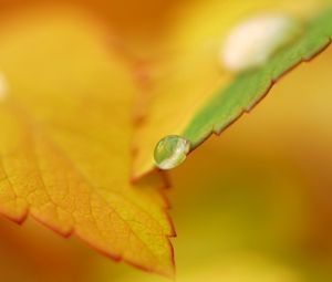 Preview wallpaper leaf, fall, drops