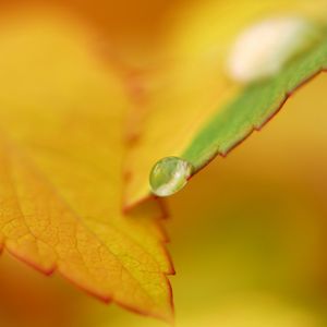 Preview wallpaper leaf, fall, drops