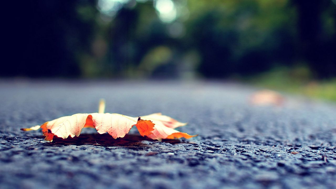 Wallpaper leaf, fall, fallen, surface, road