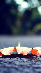 Preview wallpaper leaf, fall, fallen, surface, road