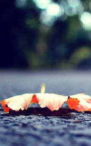Preview wallpaper leaf, fall, fallen, surface, road