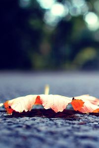 Preview wallpaper leaf, fall, fallen, surface, road