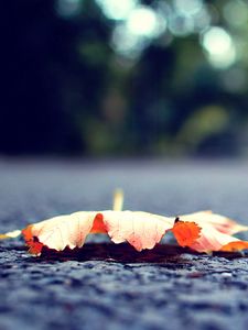 Preview wallpaper leaf, fall, fallen, surface, road