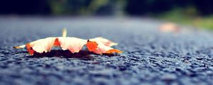 Preview wallpaper leaf, fall, fallen, surface, road