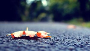 Preview wallpaper leaf, fall, fallen, surface, road