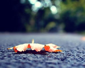 Preview wallpaper leaf, fall, fallen, surface, road