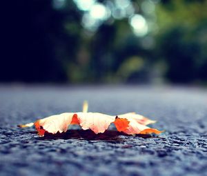 Preview wallpaper leaf, fall, fallen, surface, road