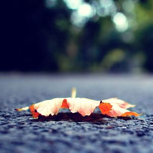 Preview wallpaper leaf, fall, fallen, surface, road