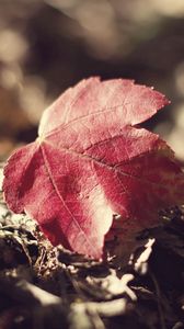 Preview wallpaper leaf, fall, fallen grass, dry