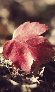 Preview wallpaper leaf, fall, fallen grass, dry