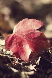 Preview wallpaper leaf, fall, fallen grass, dry