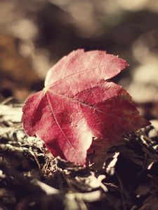 Preview wallpaper leaf, fall, fallen grass, dry