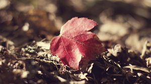 Preview wallpaper leaf, fall, fallen grass, dry