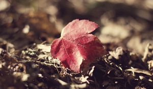 Preview wallpaper leaf, fall, fallen grass, dry