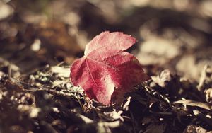 Preview wallpaper leaf, fall, fallen grass, dry