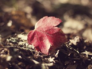 Preview wallpaper leaf, fall, fallen grass, dry