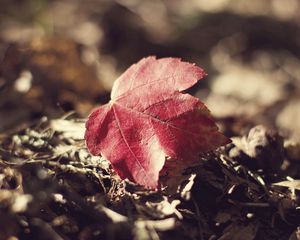 Preview wallpaper leaf, fall, fallen grass, dry