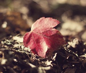 Preview wallpaper leaf, fall, fallen grass, dry