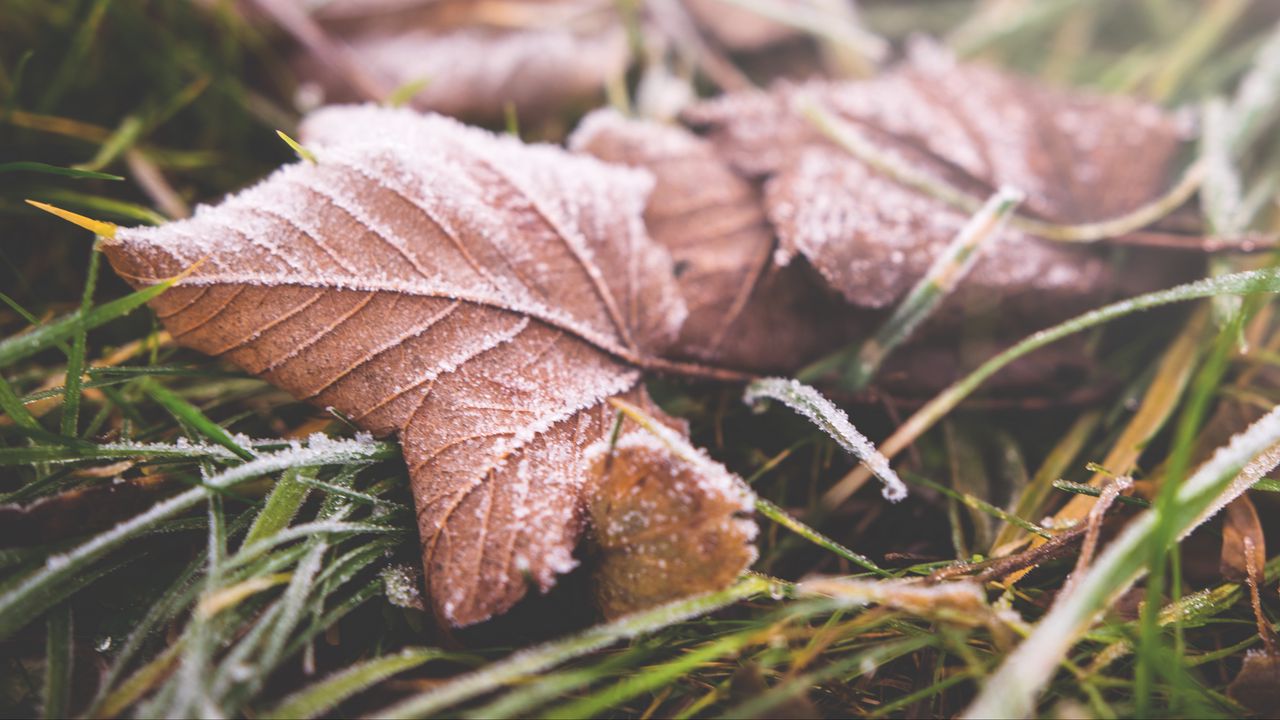 Wallpaper leaf, fall, frost, dry