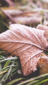 Preview wallpaper leaf, fall, frost, dry