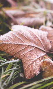 Preview wallpaper leaf, fall, frost, dry