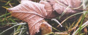 Preview wallpaper leaf, fall, frost, dry