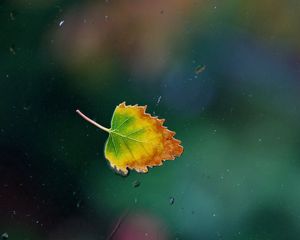 Preview wallpaper leaf, fall, window, glass