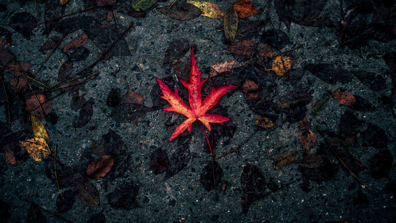 Wallpaper leaf, fallen, autumn, dry
