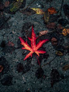 Preview wallpaper leaf, fallen, autumn, dry