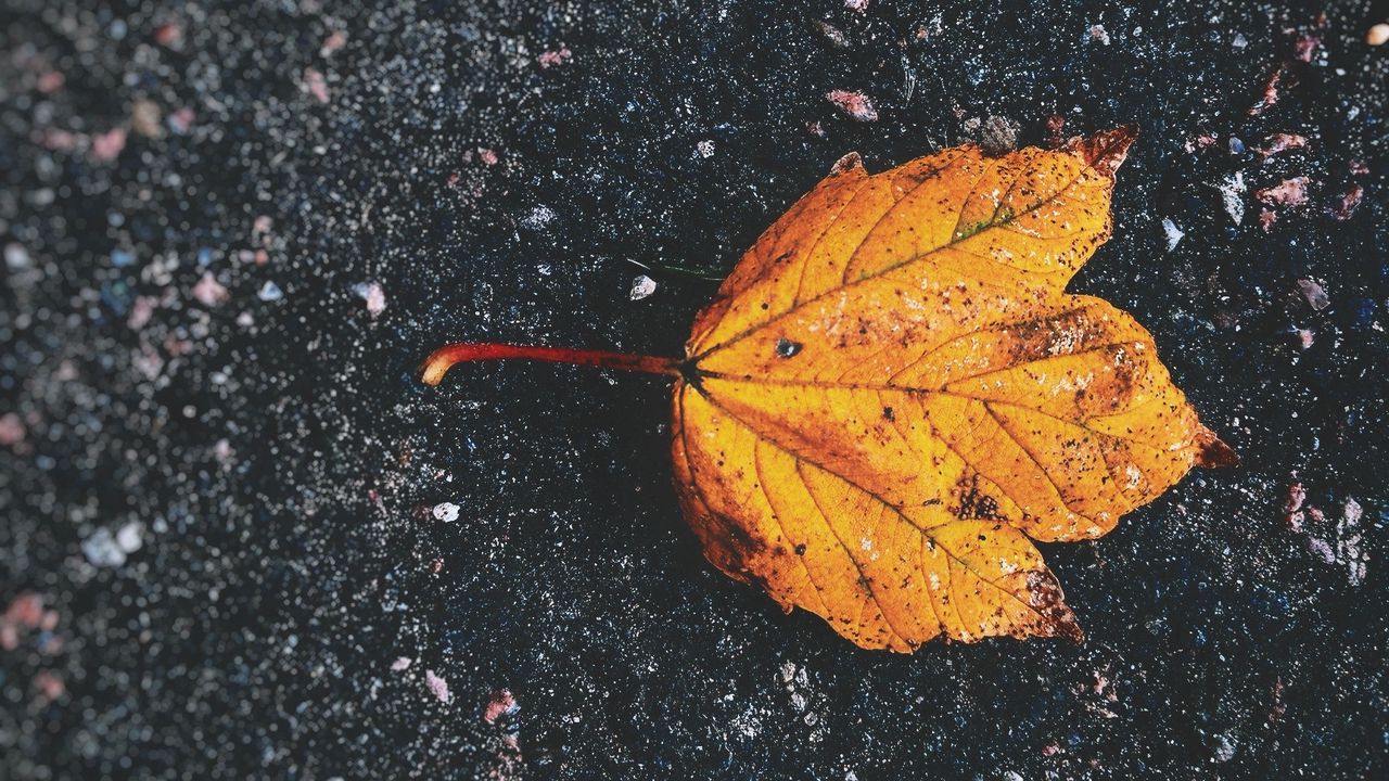 Wallpaper leaf, fallen, autumn, dry, close-up, asphalt