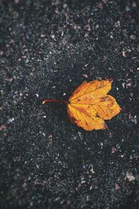 Preview wallpaper leaf, fallen, autumn, dry, close-up, asphalt