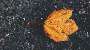 Preview wallpaper leaf, fallen, autumn, dry, close-up, asphalt