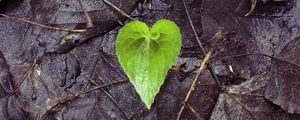 Preview wallpaper leaf, fallen, heart, wet, autumn, love