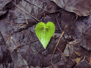 Preview wallpaper leaf, fallen, heart, wet, autumn, love